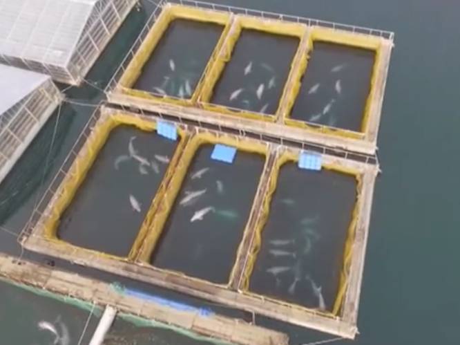 Rusland beveelt vrijlating van orka’s en witte dolfijnen uit “walvisgevangenis”