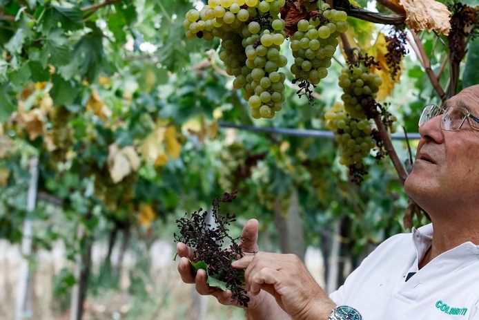 Een wijnmaker uit Lanuvio  toont de schade in zijn wijngaard.