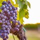 Quel désastre: Franse wijnbouwers verwachten mislukte oogst