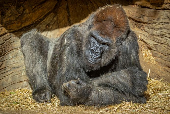 Gorilla Winston van de San Diego Zoo.