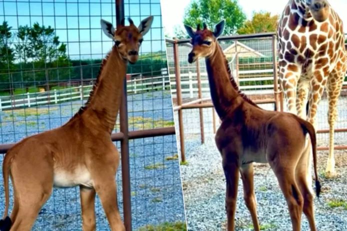 La seule girafe sans taches au monde est née dans un zoo américain.