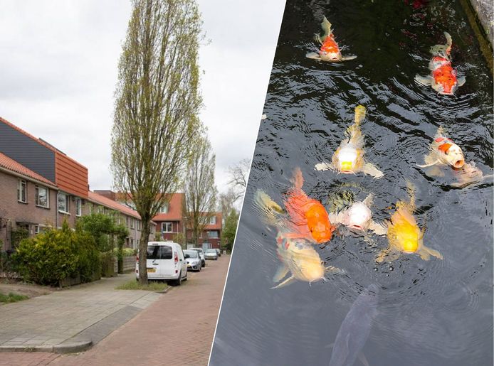 Koikarpers blijven achter na overlijden van Ton, dus gooien buren al maanden voer over de
