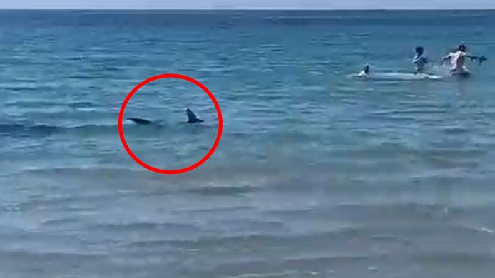 Haai schrikt toeristen op in bekende Spaande badplaats