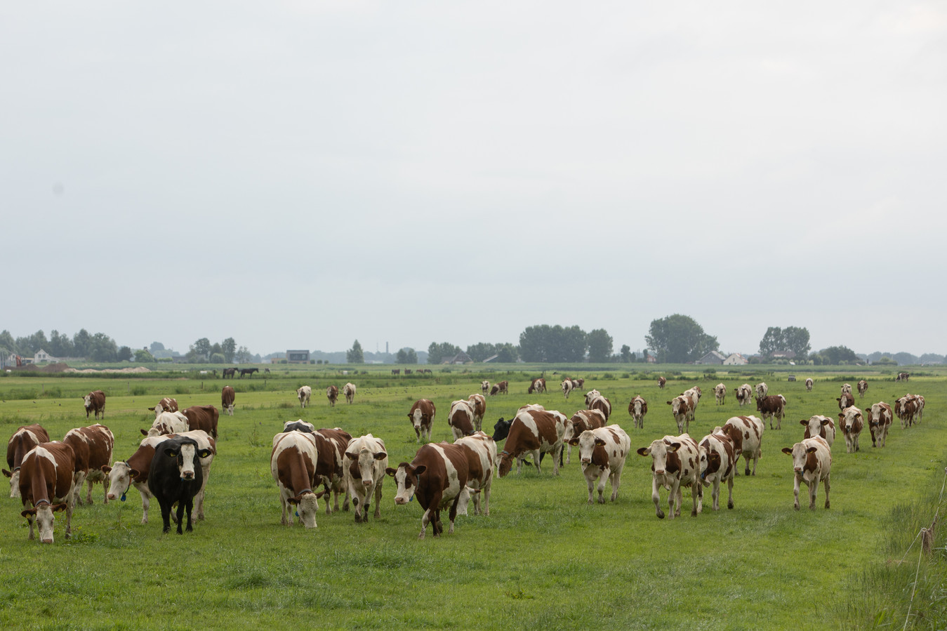 Foto ter illustratie.
Volgens Overijssel is het ondoenlijk om in kaart te brengen hoeveel stikstof en ammoniak koeien van acht boeren in 28 jaar hebben uitgestoten.