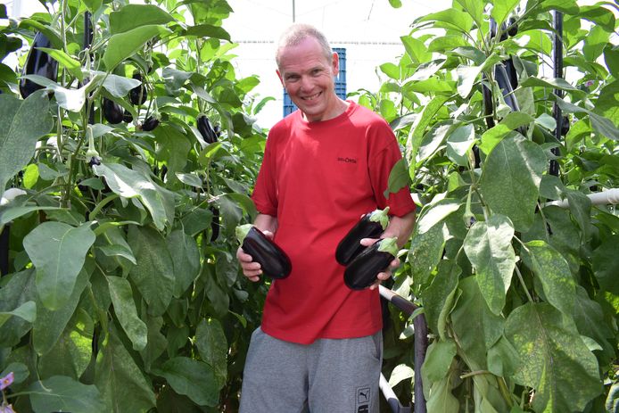 Aubergineteler Jan Heulens uit Vremde (Boechout).