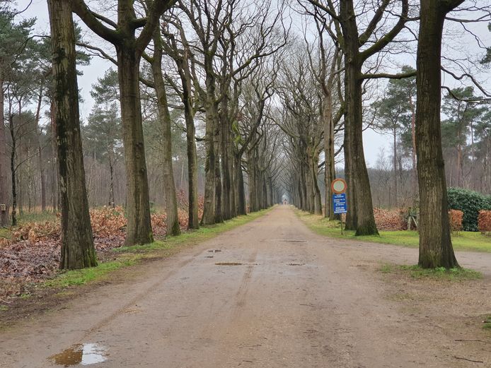 Een van de dreven op de Wortel-Kolonie.