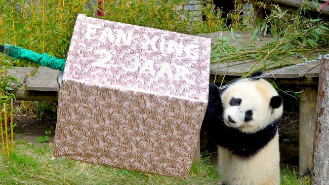 Fan Xing viert laatste verjaardag in Rhenen: Ouwehands hoopt op groen licht voor nieuwe pandababy