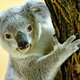Koala blijft koel door te knuffelen met bomen
