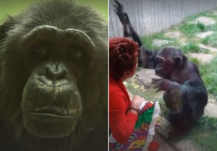 De Antwerpse Adie Timmermans heeft naar eigen zeggen 'een verhouding' met chimpansee Chita.