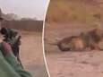 VIDEO. Ophef over “laffe” jager die slapende leeuw besluipt en doodschiet