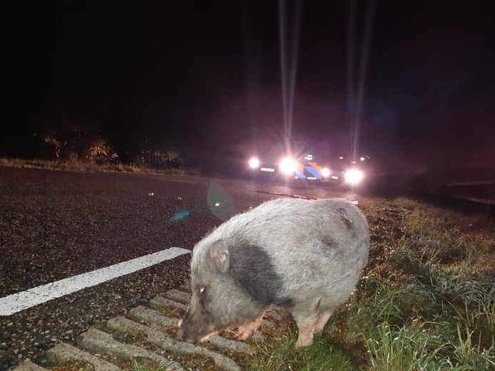 Het varken werd door agenten op straat aangetroffen.
