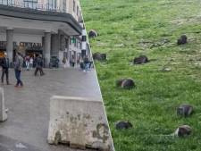 Un square près de la gare Centrale de Bruxelles envahi par les rats 