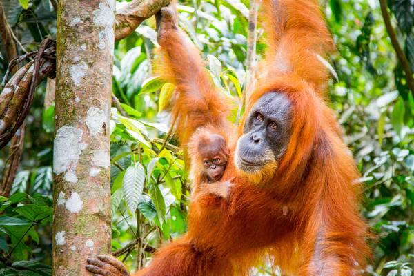 Primates
