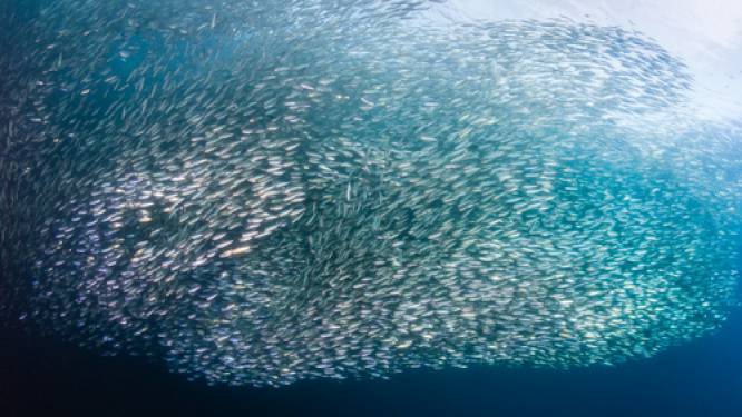 Sardines worden door klimaatverandering almaar kleiner