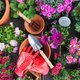 Deze planten en bloemen kun je het beste planten in augustus