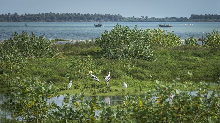 Het eiland Mannar bij Sri Lanka is een rustplaats voor zo’n 200 soorten trekvogels, waaronder ooievaars. Beeld ANP / Laif Agentur fuer Photos & Reportagen GmbH