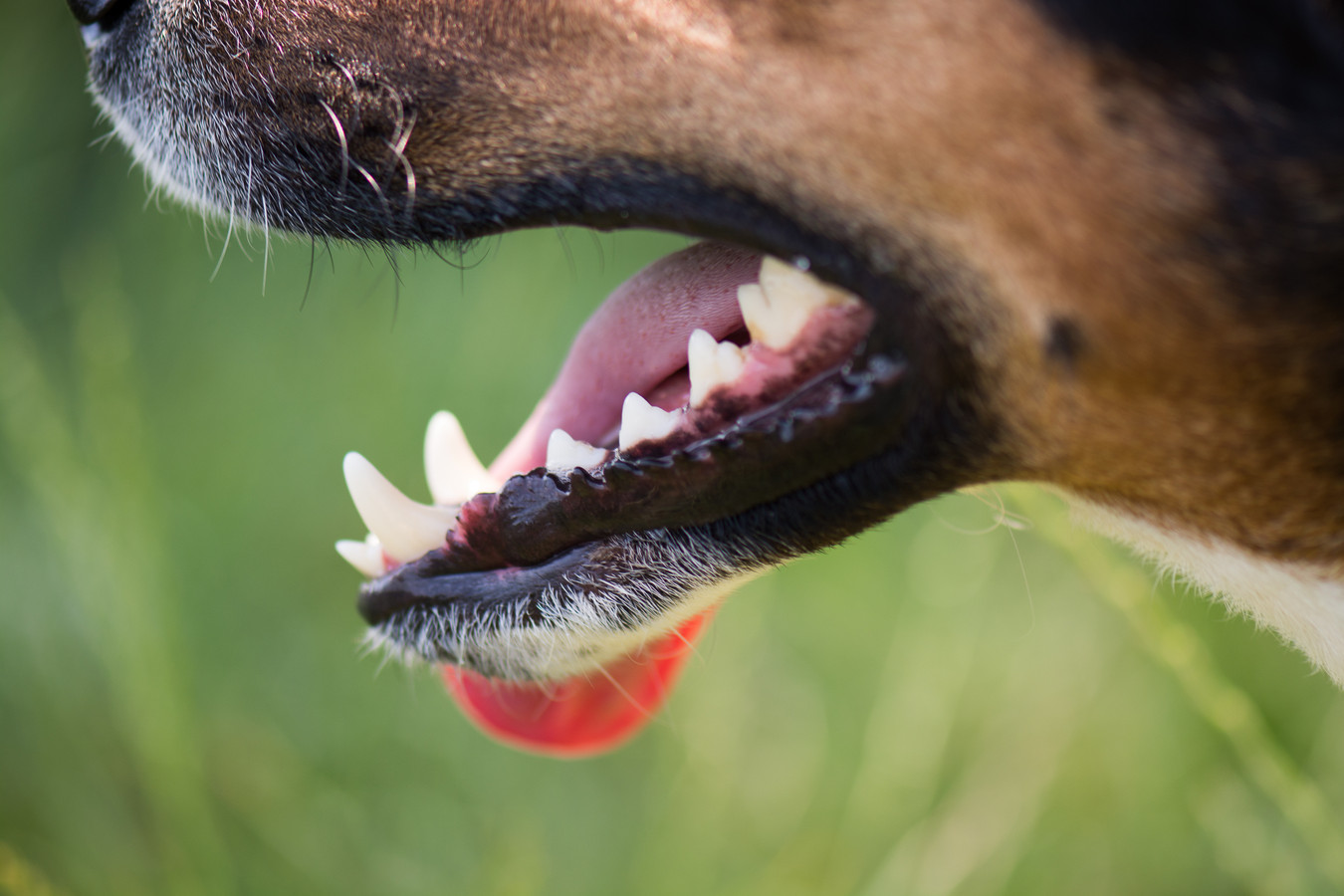 Hond bijt kind in Breda, maar eigenaar in verzet tegen aanlijngebod ‘Hij moet rennen, zijn