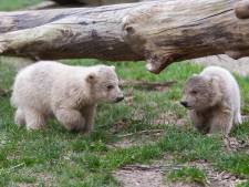 Bijzonder moment in dichte dierentuin: ijsbeertjes Ouwehands voor ’t eerst naar buiten