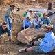 Gevonden botten van vijftien jaar terug blijken van een nog onbekende dinosaurussoort
