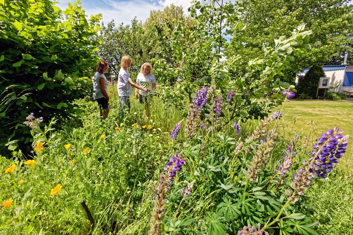 Oosterhout - 02-06-2019 - Pix4Profs / Johan Wouters - Open tuinendag, hier bij Groeituin Floralia in Gilze. Adriaan Theeuwus (midden) geeft uitleg in “zijn” favoriete deel waar alles wild en groeit en bloeit.