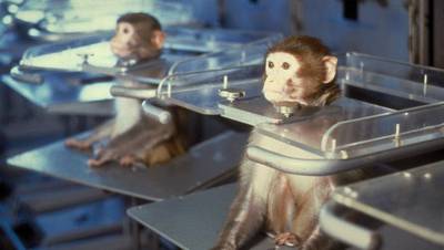 Dieselgate 2.0: Volkswagen liet apen dieselrook inhaleren