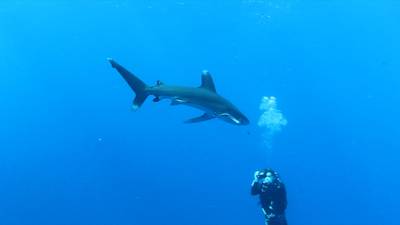 Gevaarlijke haai botst op Vlaamse duikers in Rode Zee