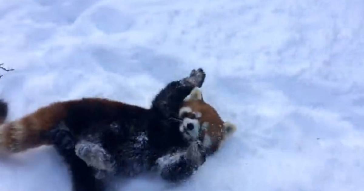 Deux pandas roux s'éclatent dans la neige | Home | 7sur7.be