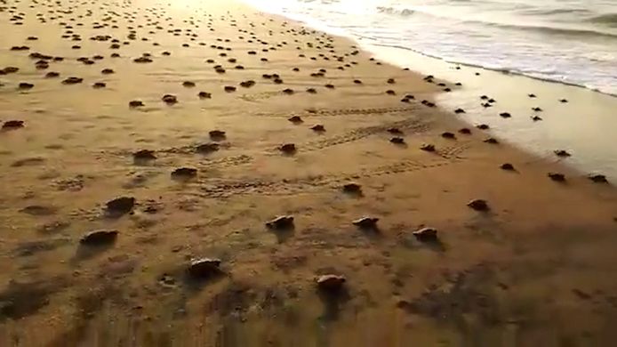 Des millions de tortues éclosent et se frayent un chemin jusqu'à la mer.
