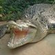 Oostenrijkse kinderen plots oog in oog met krokodil