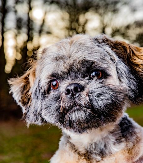 Op zoek naar de schimmige wereld achter hondje Riva: een plek waar geld belangrijker is dan gezondheid