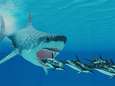 Een derde van alle zeedieren stierf drie miljoen jaar geleden uit, ook de megalodon