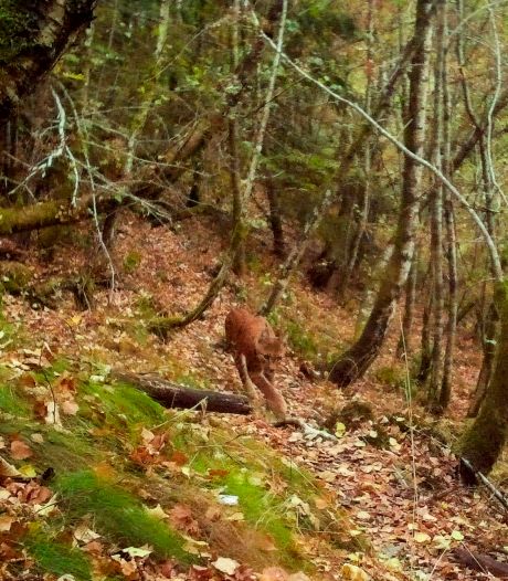 Lynx dichterbij dan ooit: hoe veilig is het bos?