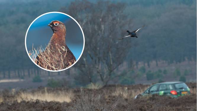 Ze sterven vaak een vroege dood en toch zijn er nooit zoveel korhoenders uitgezet op Sallandse Heuvelrug als dit jaar