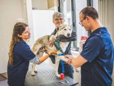 Europese primeur met genetische consultaties bij huisdieren: “Mijn Siberische husky Qoriak (6) heeft epilepsie, maar zijn zusje misschien niet”