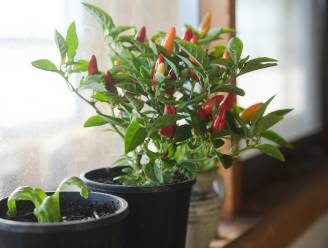 Verse paprika's, rucola en tomaten, ook in de winter: zo leg je een binnenmoestuin aan