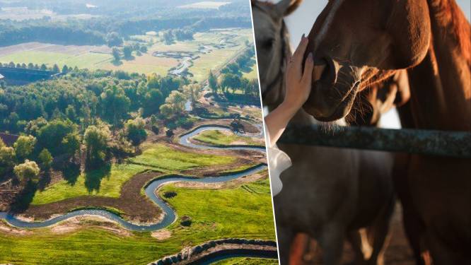 Van middeleeuwse markten tot leerrijke wandelingen: vijf tips voor het weekend in Limburg
