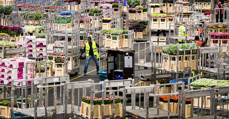 Bij de bloemenveiling Royal FloraHolland in Aalsmeer wordt een geplande loonsverhoging uitgesteld vanwege de onvoorziene coronacrisis. Beeld ANP