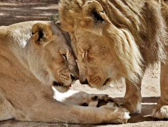 Onafscheidelijk en ongelofelijk geliefd: zoo van L.A. verliest hecht oud leeuwenkoppel
