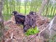 Twee zeearendjongen op het nest in de Betuwe.