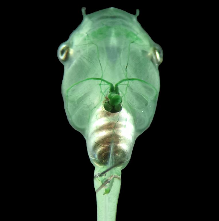 Groene algen banen zich een weg door de kop van een kikkervisje. Beeld Özugur et al., iScience.
