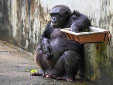 Les primates se masturbaient déjà il y a 40 millions d’années: “Un acte parfaitement naturel”