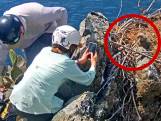 Zeearend duwt jong per ongeluk uit nest. Maar dierenvrienden schieten ter hulp
