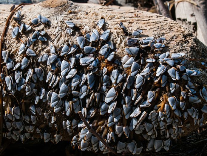 Barnacles (Lepas anatifera)