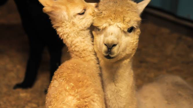Geboortegolf bij Alpaca Rescue in Aagtekerke  