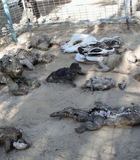 Les images terribles d'un zoo à l'abandon dans la bande de Gaza