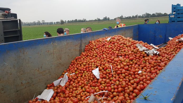 Alle tomaten worden in containers gegooid om vernietigd te worden.