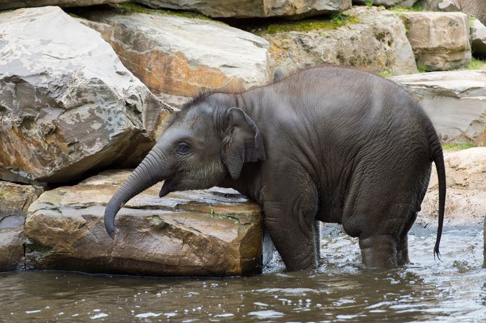 De eerste stapjes van olifant Qiyo, kort na haar geboorte in 2015.