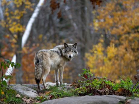 Jagen op de Veluwe mag doorgaan, ondanks komst van de wolf