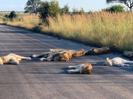Uniek tafereel: leeuwen tukken op de weg in Zuid-Afrikaanse Krugerpark