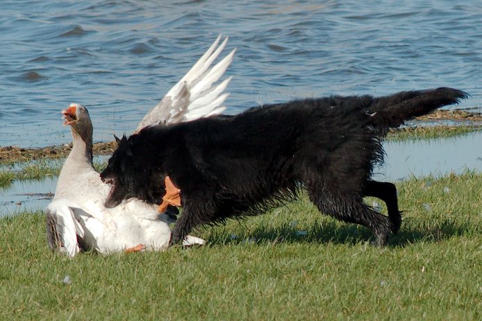 De verzwakte gans wordt te grazen genomen door een loslopende hond bij natuurgebied Keizersrande in Deventer.